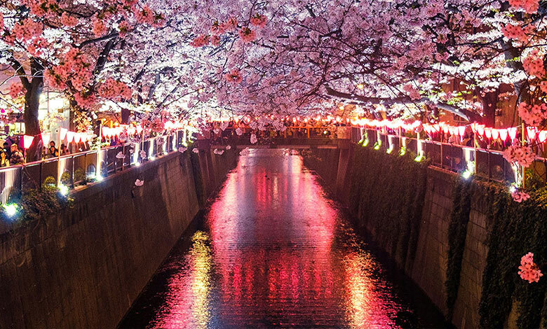 carrousel japon sakuras meguro river