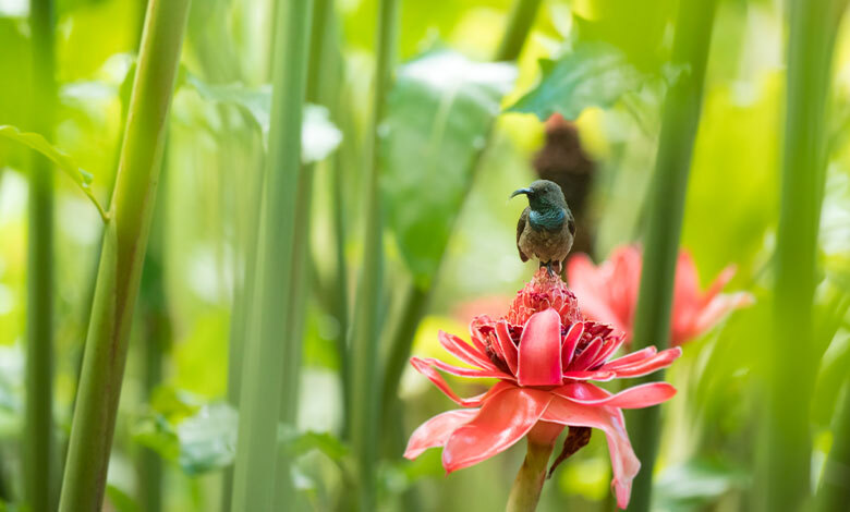 carrousel seychelles colibri