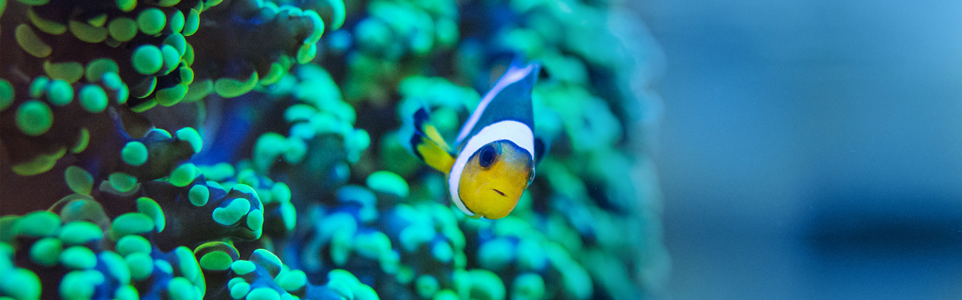 carrousel seychelles poisson