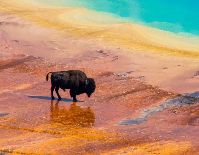 Bison Yellowstone