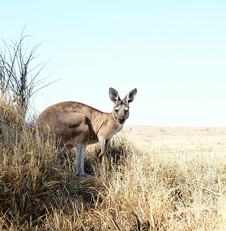 Australie